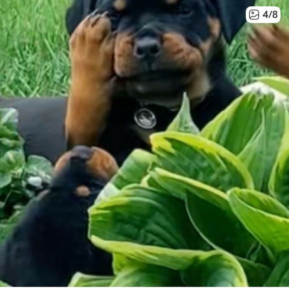 Tops - 🌟I’M LIVE WITH MY BABIES NIKO & LUNA!!!!❤️❤️❤️❤️